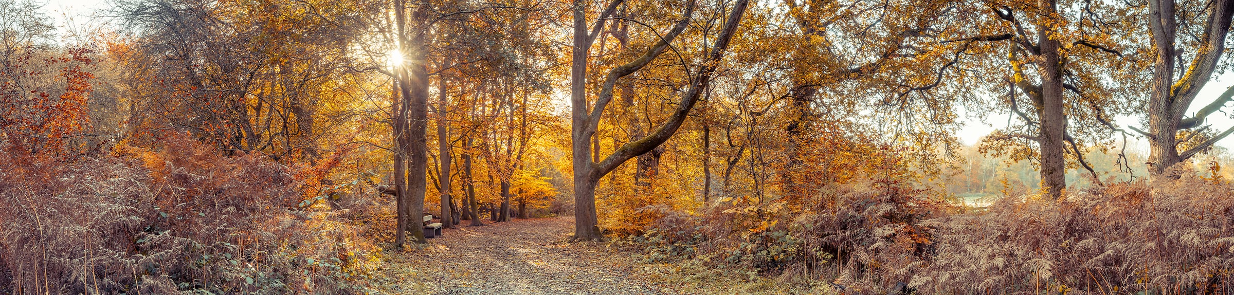 321 megapixels! A very high resolution panorama photo of a pathway through a forest in autumn with fall colors in the leaves and foliage; nature photograph created by Assaf Frank in Berkhamsted, United Kingdom.