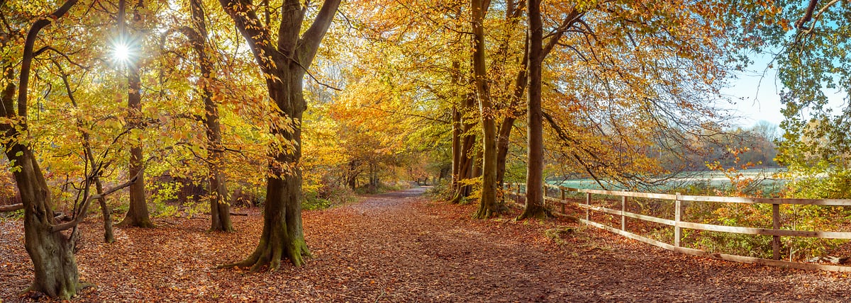 Fall leaves: Panorama photos by VAST