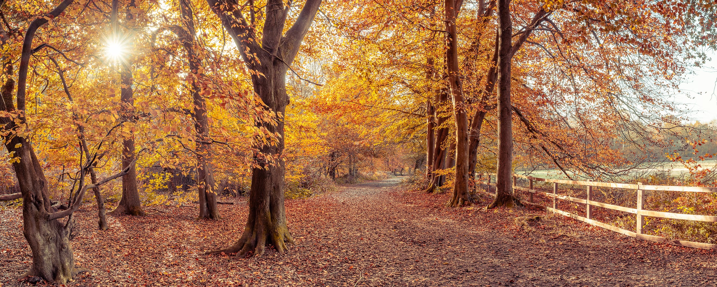 189 megapixels! A very high resolution, large-format VAST photo print of a beautiful autumn scene with a pathway through the woods and the sunrise streaming through orange leaves; nature photograph created by Assaf Frank in Berkhamsted, United Kingdom.