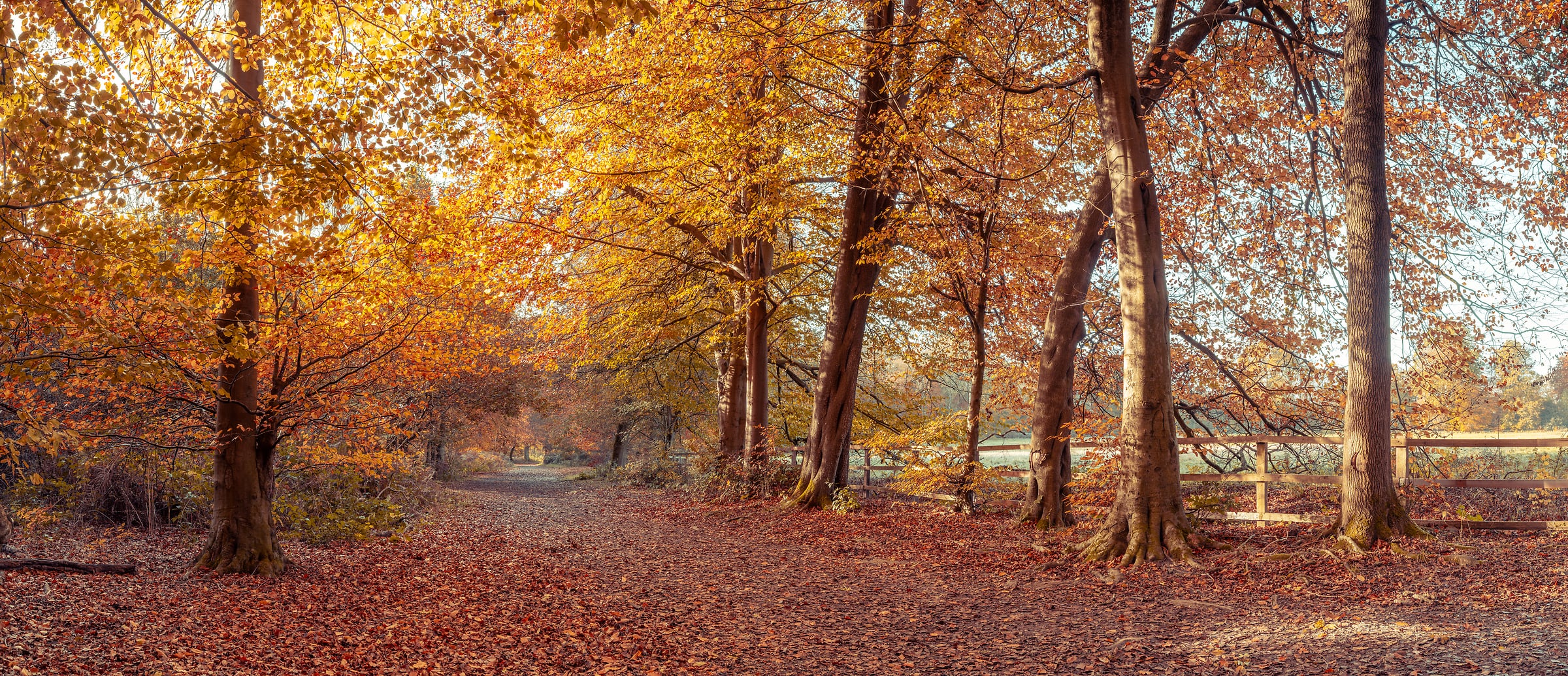 321 megapixels! A very high resolution, large-format VAST photo print of a road in autumn foliage; fall photograph created by Assaf Frank in Berkhamsted, United Kingdom.