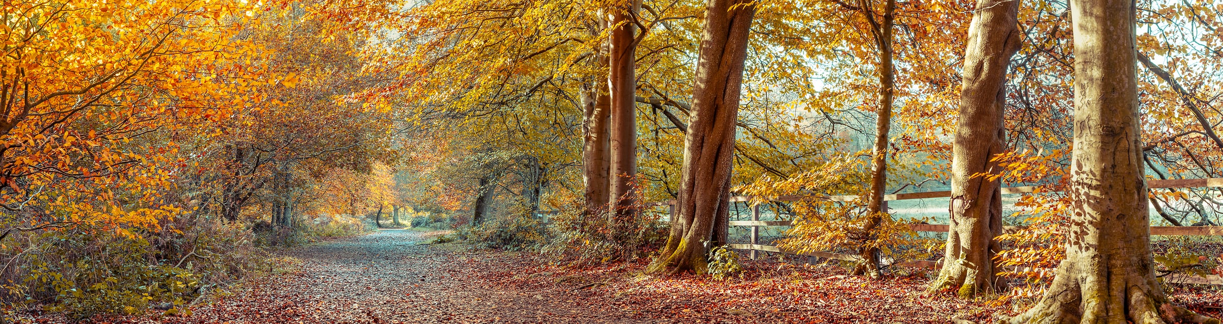 505 megapixels! A very high resolution, fall panorama mural photo of a beautiful fall scene with a pathway through the woods and autumn foliage; nature photograph created by Assaf Frank in Berkhamsted, United Kingdom.