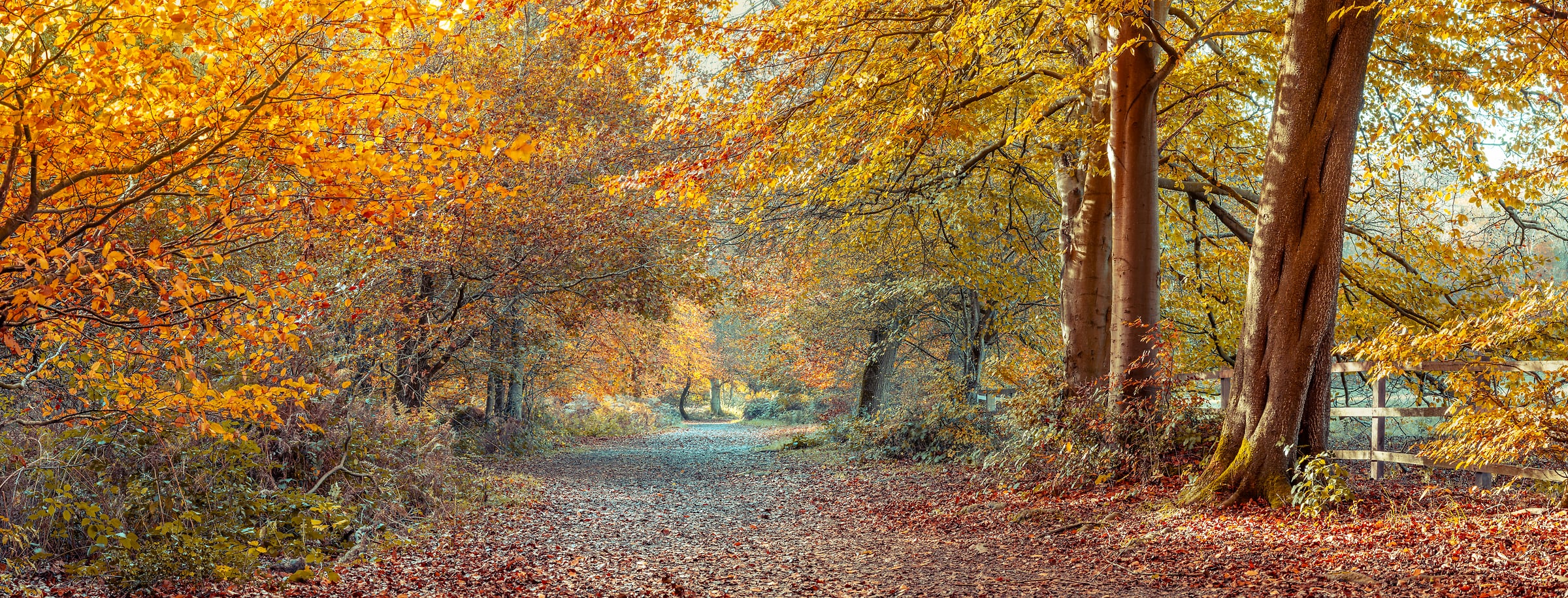 351 megapixels! A very high resolution, large-format VAST photo print of a forest road during autumn; photograph created by Assaf Frank in Berkhamsted, United Kingdom.