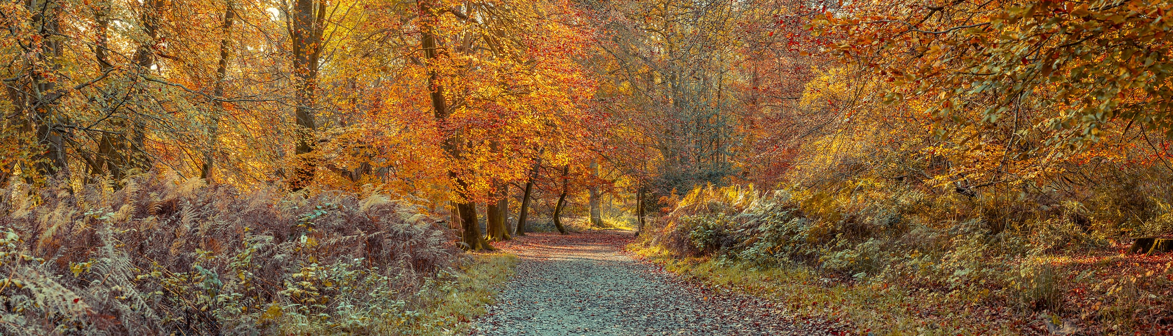 478 megapixels! A very high resolution, large-format VAST photo print of a scenic pathway through the woods during autumn with colorful leaves; nature photograph created by Assaf Frank in Berkhamsted, United Kingdom.