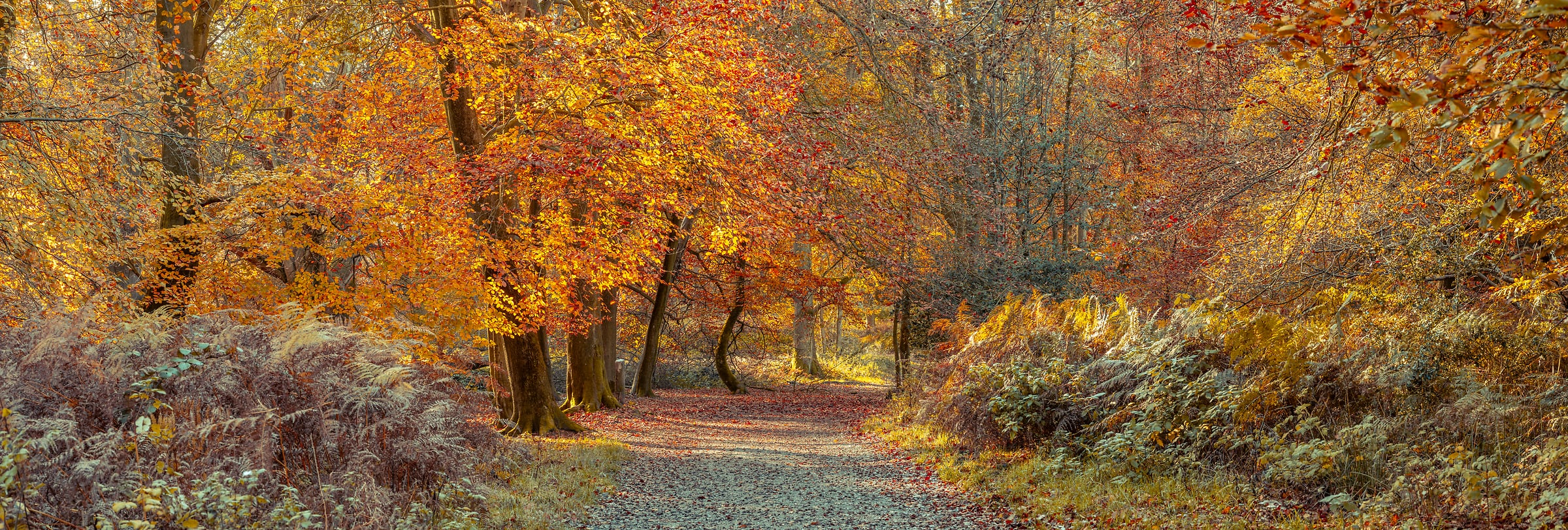 224 megapixels! A very high resolution, large-format VAST photo print of a trail through autumn woods; photograph created by Assaf Frank in Berkhamsted, United Kingdom.