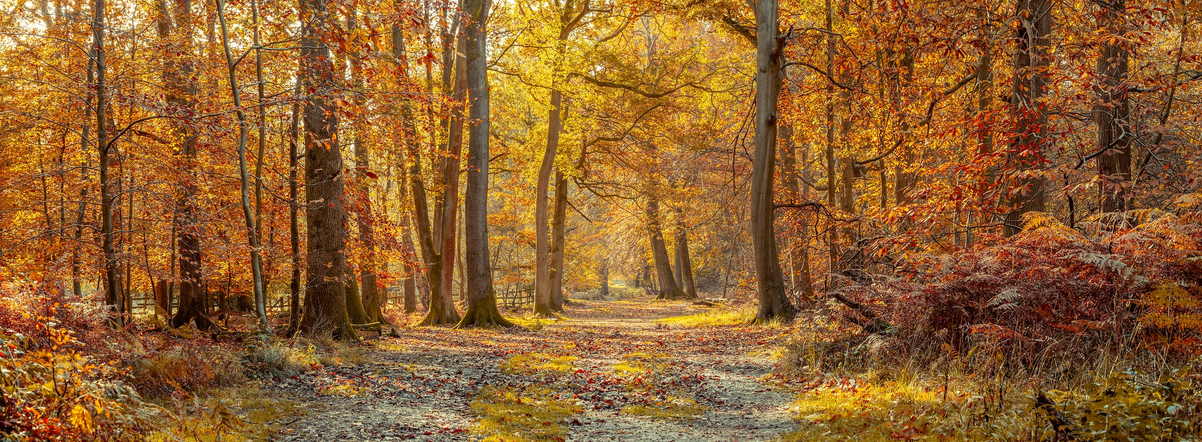 206 megapixels! A very high resolution, large-format VAST photo print of golden autumn woods with beautiful golden foliage; photograph created by Assaf Frank in Berkhamsted, United Kingdom.