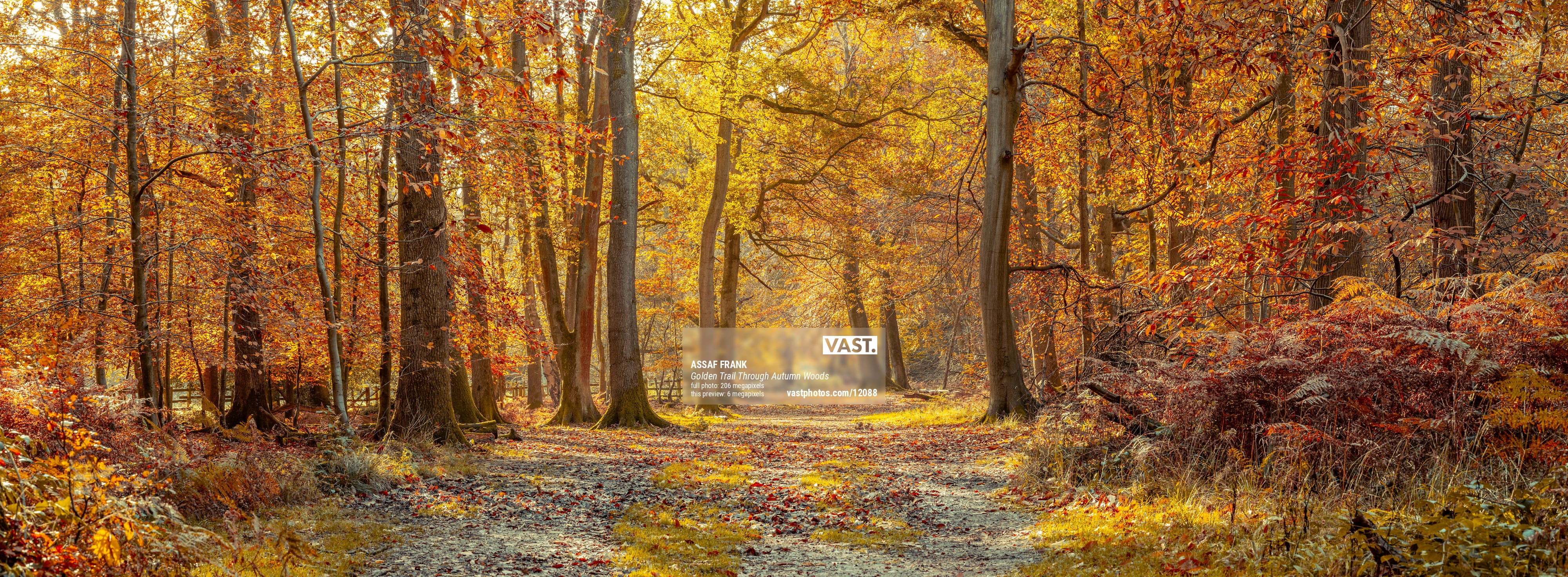 シム・シメール、【A Walk in the Woods Autumn 2】 Golden autumn woods photos - VAST
