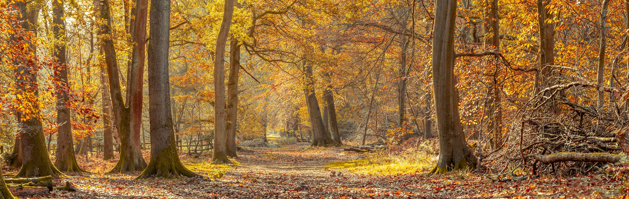 427 megapixels! A very high resolution, large-format VAST photo print of a forest path in autumn with golden leaves; photograph created by Assaf Frank in Berkhamsted, United Kingdom.