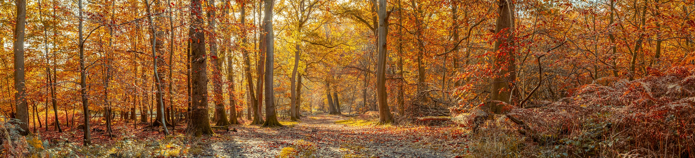 527 megapixels! A very high resolution panorama photo of autumn woods; nature photograph created by Assaf Frank in Berkhamsted, United Kingdom.