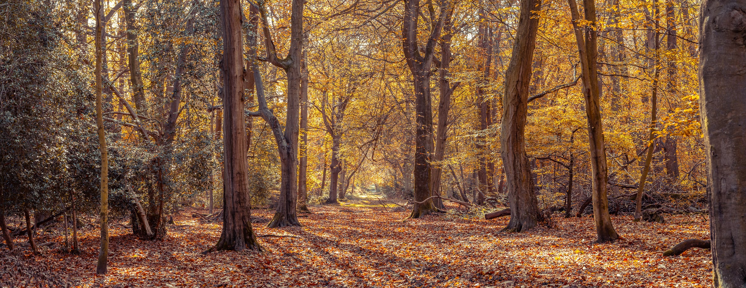 197 megapixels! A very high resolution, framed photo of a pathway through the woods in autumn; fine art photograph created by Assaf Frank in Berkhamsted, United Kingdom.