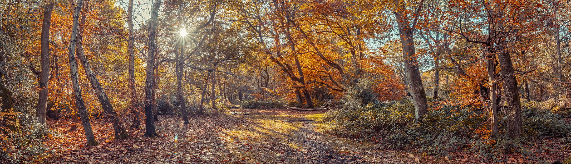 233 megapixels! A very high resolution, large-format VAST photo print of a serene fall forest in autumn; nature photograph created by Assaf Frank in Berkhamsted, United Kingdom.