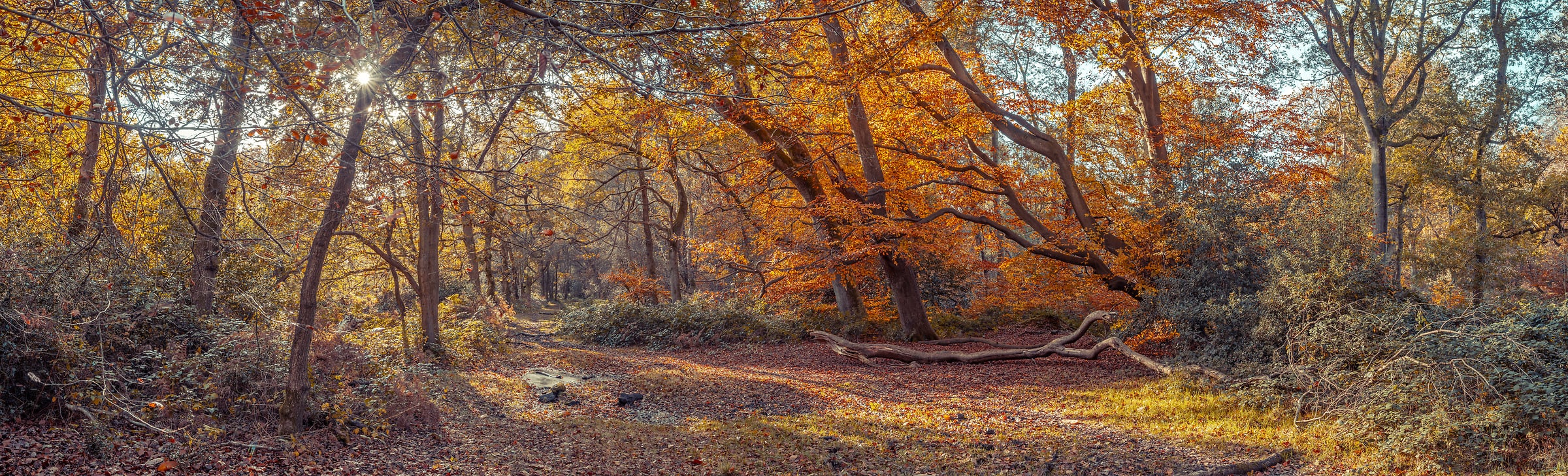 228 megapixels! A very high resolution, large-format VAST photo print of a rustic path in the woods with fall colors; photograph created by Assaf Frank in Berkhamsted, United Kingdom.