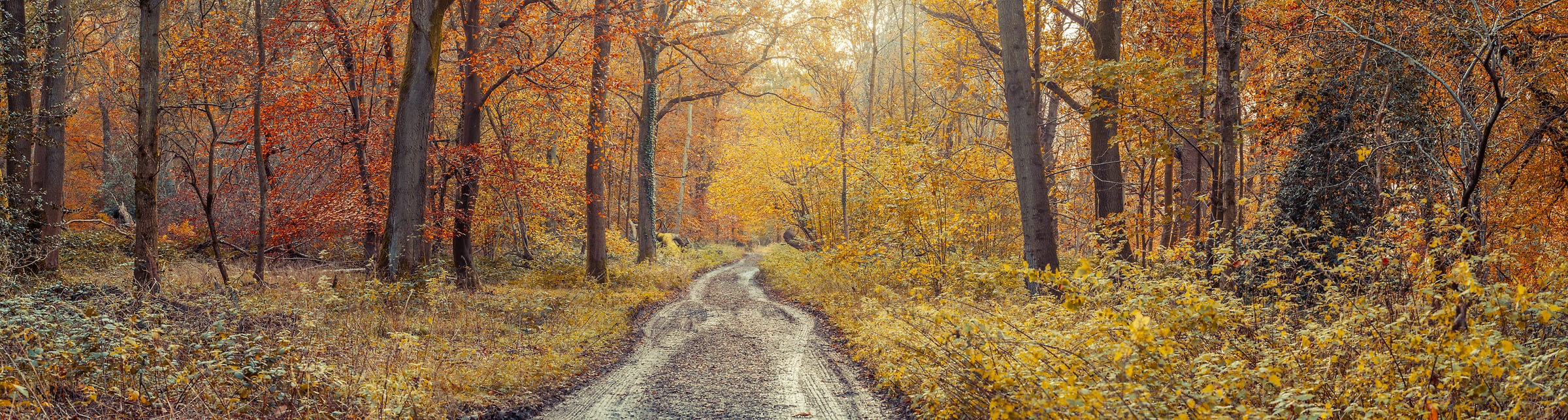 282 megapixels! A very high resolution, large-format VAST photo print of a forest road in autumn woods; photograph created by Assaf Frank in Tring, United Kingdom.