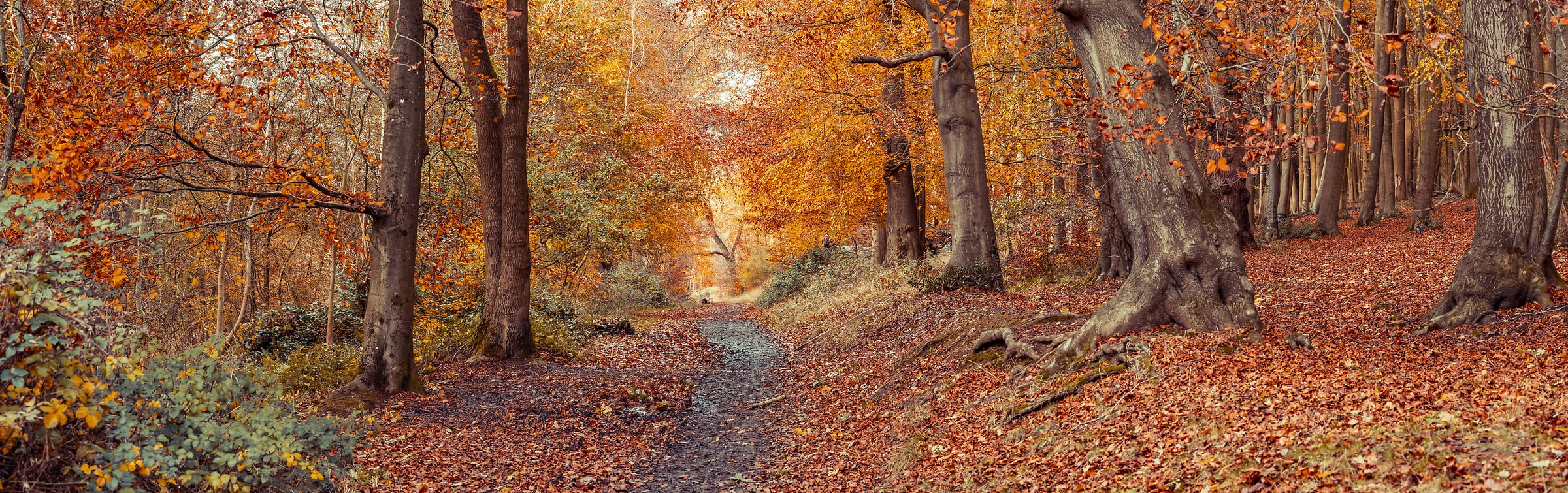 241 megapixels! A very high resolution, large-format VAST photo print of a hiking trail going through the woods in autumn; nature photograph created by Assaf Frank in Tring, United Kingdom.