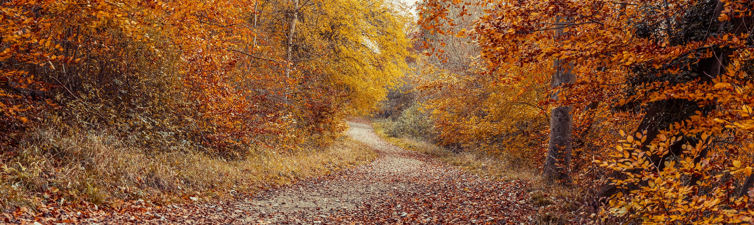 255 megapixels! A very high resolution, large-format nature photo of a pathway in fall; photograph created by Assaf Frank in Berkhamsted, United Kingdom.