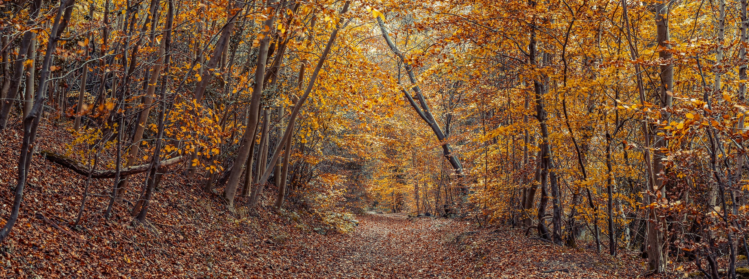 206 megapixels! A very high resolution, large-format VAST photo print of a scenic path through a woodland; nature photograph created by Assaf Frank in Berkhamsted, United Kingdom.