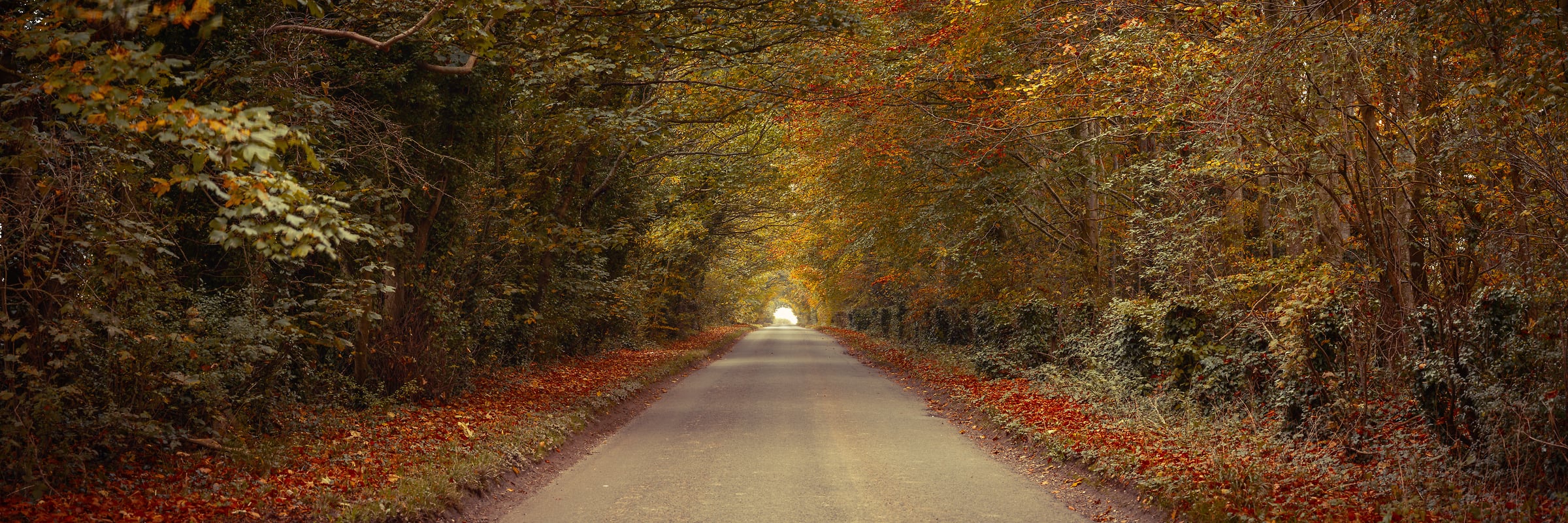 175 megapixels! A very high resolution, large-format VAST photo print of a road in the middle of a dense forest; photograph created by Assaf Frank in Stockbridge, United Kingdom.