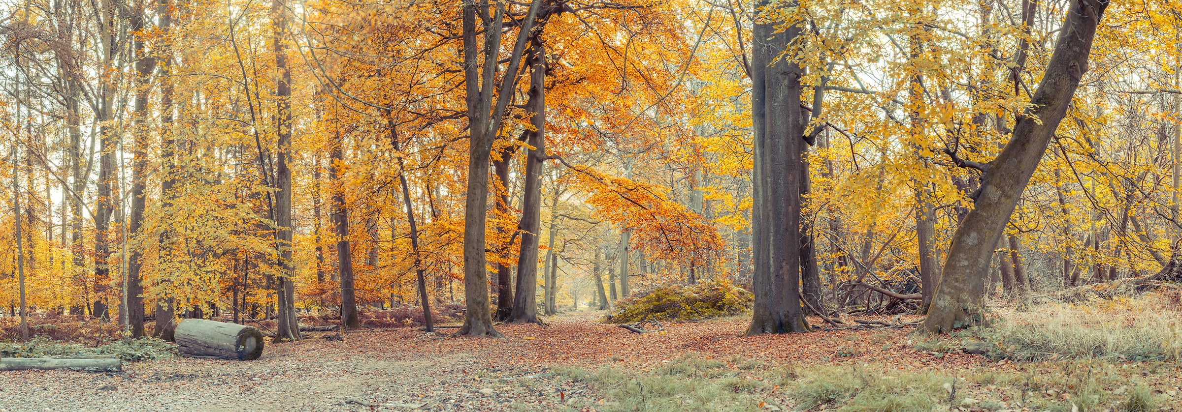 391 megapixels! A very high resolution, large-format VAST photo print of autumn woods with beautiful fall colors; fine art nature photograph created by Assaf Frank in Berkhamsted, United Kingdom.