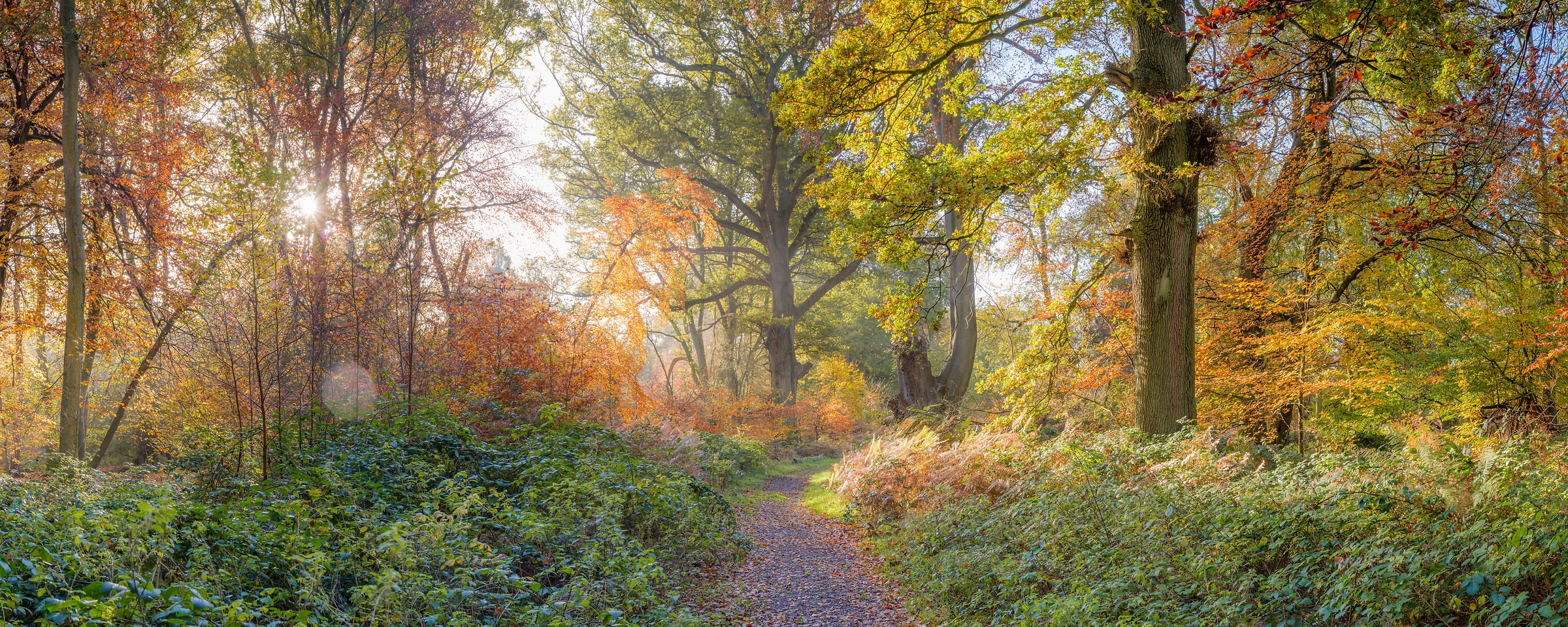 343 megapixels! A very high resolution, large-format VAST photo print of a vibrant fall scene with a pathway through the woods with the sunrise streaming through the colorful fall foliage in the trees; nature fine art photograph created by Assaf Frank in Berkhamsted, United Kingdom.