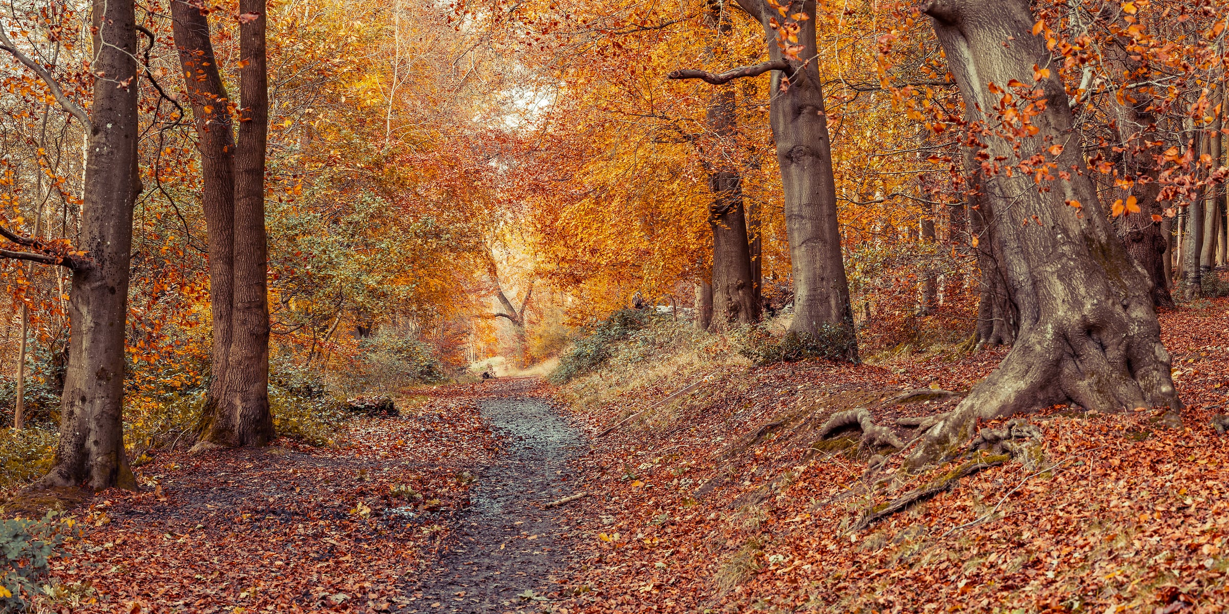 152 megapixels! A very high resolution, large-format VAST photo print of a hiking trail in autumn woods with colorful fall foliage; fine art photograph created by Assaf Frank in Tring, United Kingdom.