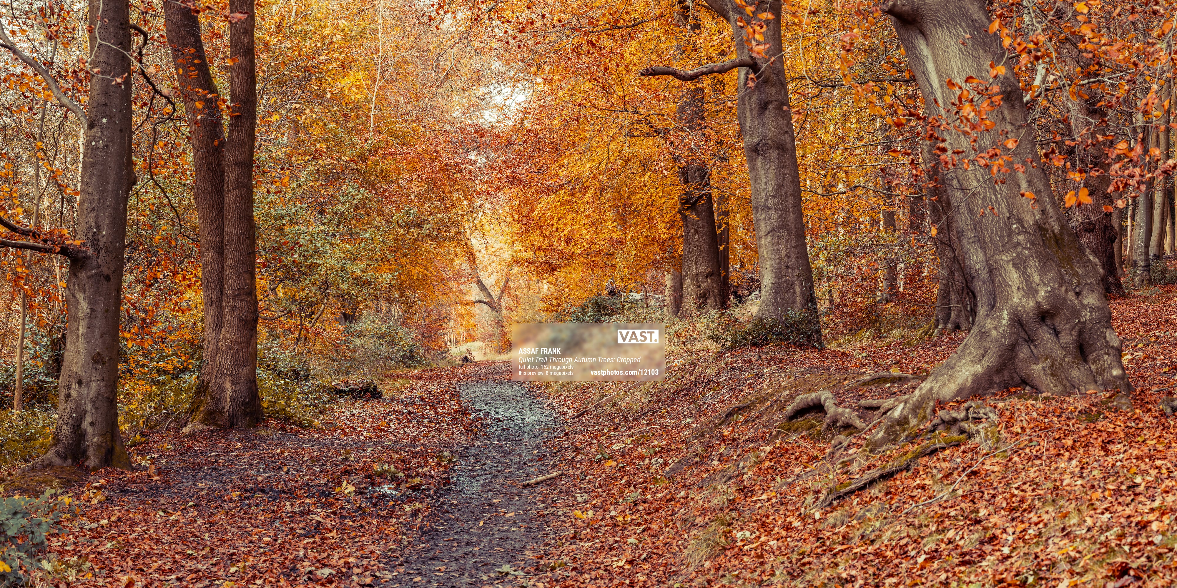 インポート・海外人気ブランド autumn-hiking-photo-vast-xl. 家具