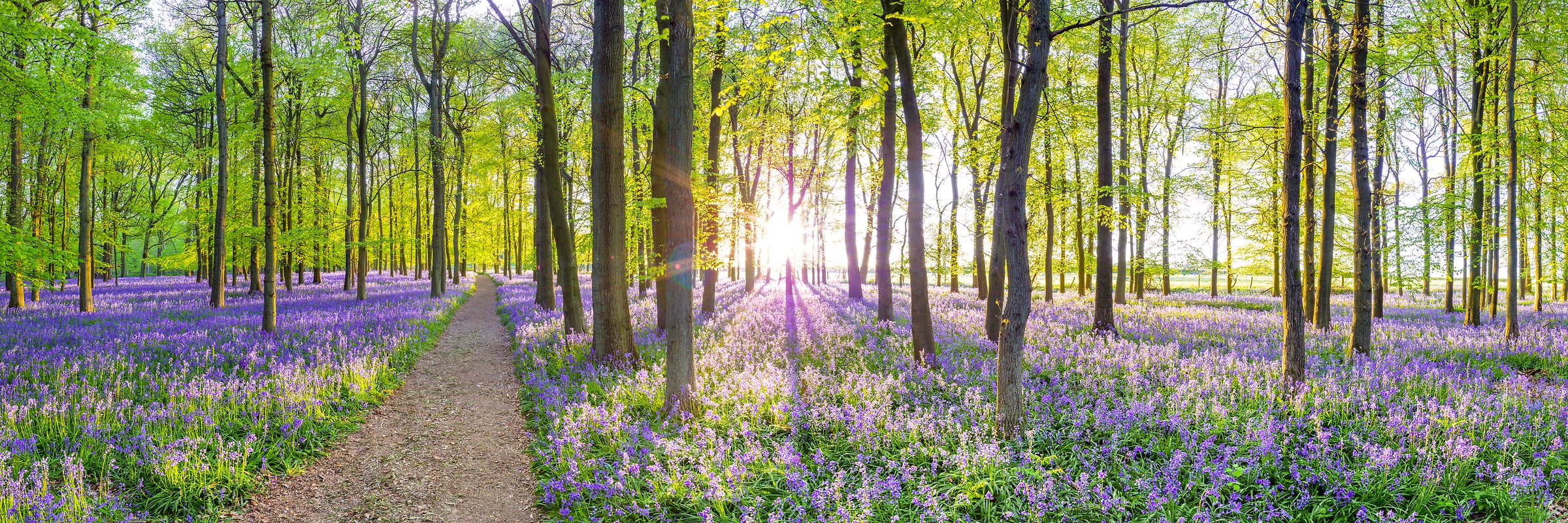 145 megapixels! A very high resolution, large-format VAST photo print of a sunrise during spring in the woods with bluebell flowers on the forest floor; nature photograph created by Assaf Frank in Dockey Wood, Berkhamsted, United Kingdom.