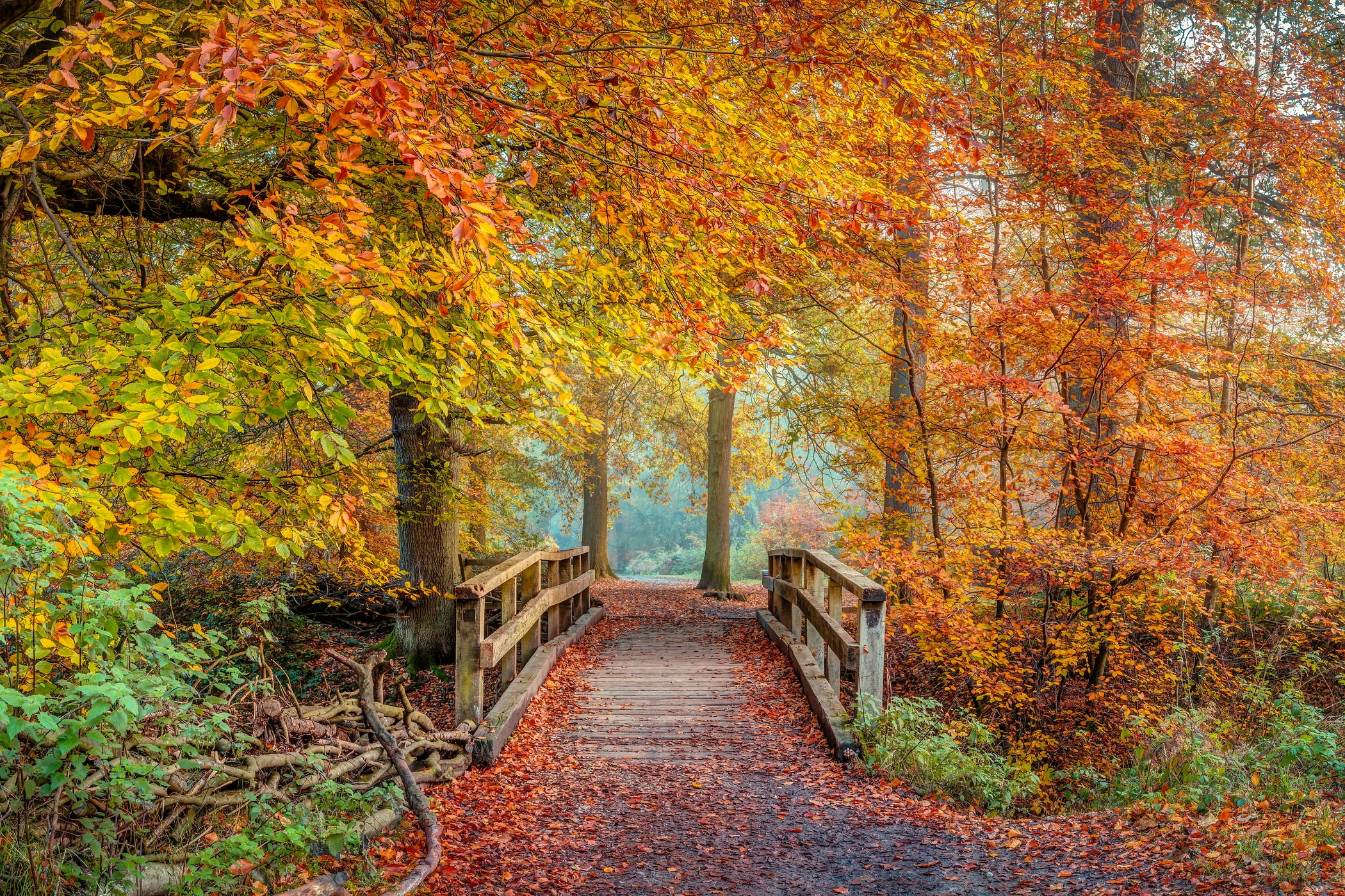 114 megapixels! A very high resolution, large-format VAST photo print of a beautiful autumn scene with a bridge through the woods and fall-colored foliage; nature photograph created by Assaf Frank in Berkhamsted, United Kingdom.