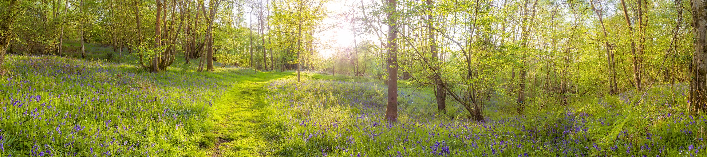 Pathways in nature during spring: Fine art photos by VAST