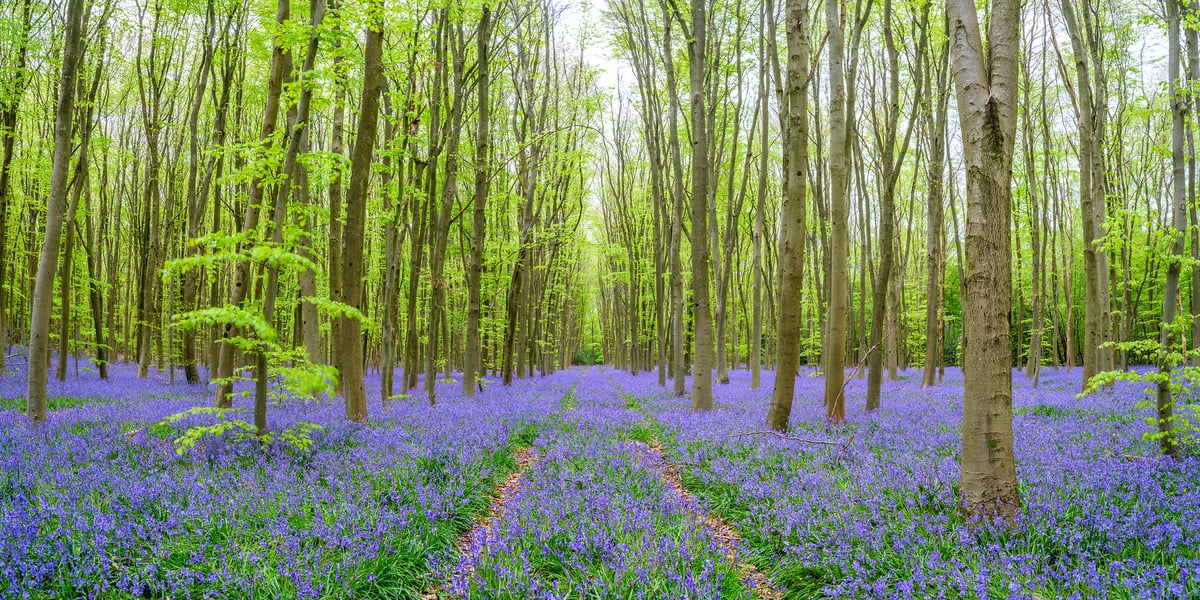 126 megapixels! A very high resolution, large-format VAST photo print of a pathway through a beautiful forest during spring with bluebell flowers on the forest floor and fresh green leaves on the trees; nature fine art photograph created by Assaf Frank in Philipshill Wood, Hertfordshire, United Kingdom.