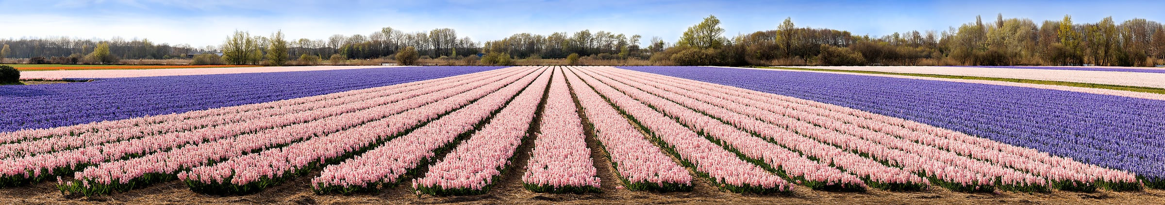 629 megapixels! A very high resolution, panorama photo of a field of rows of pink and purple hyacinth flowers; VAST photo created by Scott Dimond in Noordwijkerhout, Netherlands.