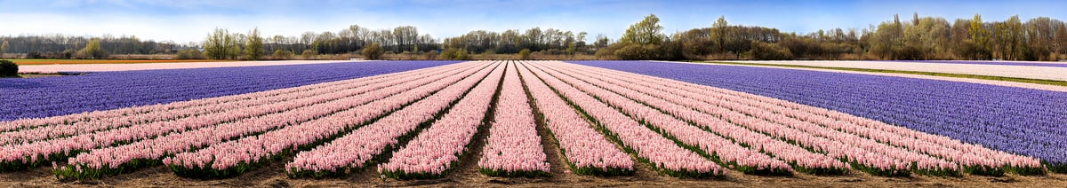 629 megapixels! A very high resolution, panorama photo of a field of rows of pink and purple hyacinth flowers; VAST photo created by Scott Dimond in Noordwijkerhout, Netherlands.