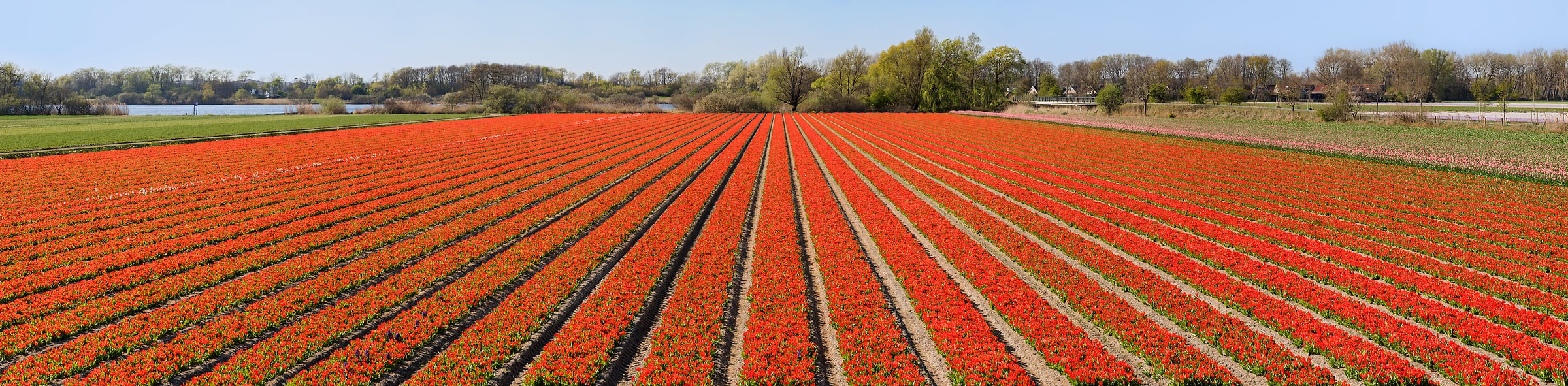 468 megapixels! A very high resolution photo of a tulip flower field with rows of red flowers; panorama landscape photograph created by Scott Dimond in Noordwijkerhout, Netherlands.