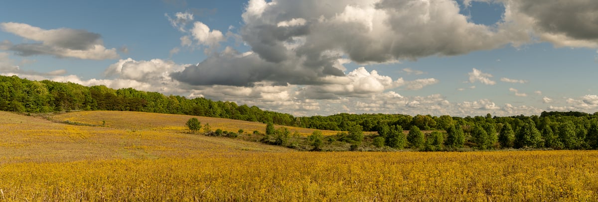 605 megapixels! A very high resolution, large-format VAST photo print of a field in the South; digital photograph available to be licensed; created by Jerred Zegelis in Ellijay, Georgia.