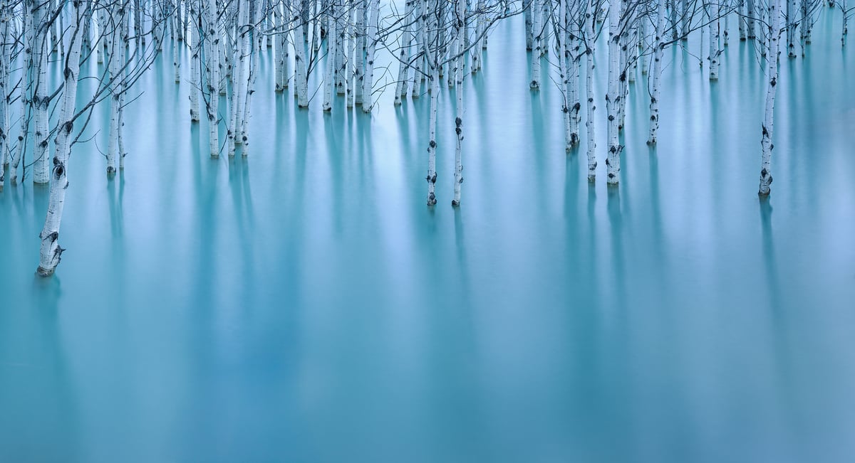 487 megapixels! A very high resolution, fine art photo print of a blue nature scene with aspen tree trunks partially submerged underwater in a serene lake; nature photograph created by Scott Dimond in Banff National Park, Alberta, Canada.
