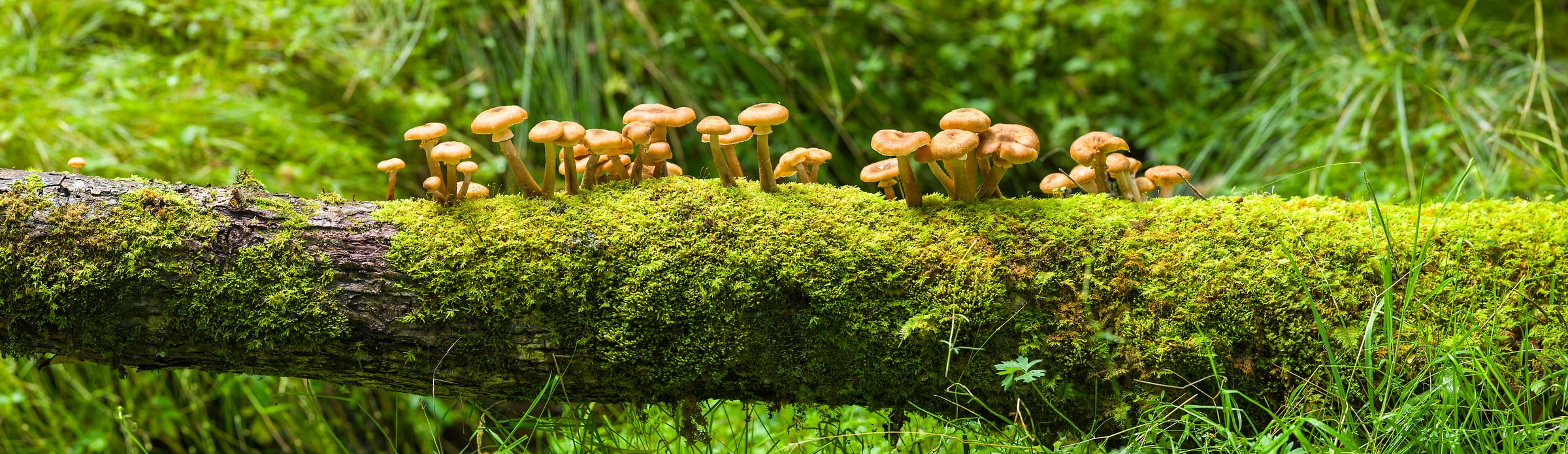 214 megapixels! A very high resolution, large-format VAST photo print of mushrooms growing on a moss-covered log in the woods; nature photograph created by Assaf Frank in Dalmally, United Kingdom.