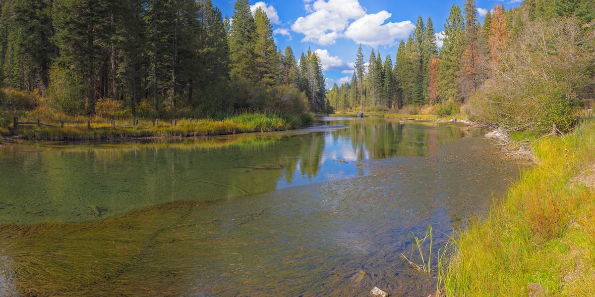 2,924 megapixels! A very high resolution, gigapixel photo of a river in nature with evergreen forests on either bank; perfect for use as a large wall mural; created by John Freeman of the Truckee River in Truckee, California.