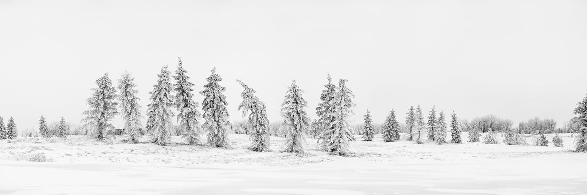 284 megapixels! A very high resolution, large-format panorama photo print of a snowy scene in winter with a snow-covered field and snowy trees; black & white panorama photograph created by Scott Dimond in Wheatland County, Alberta, Canada.