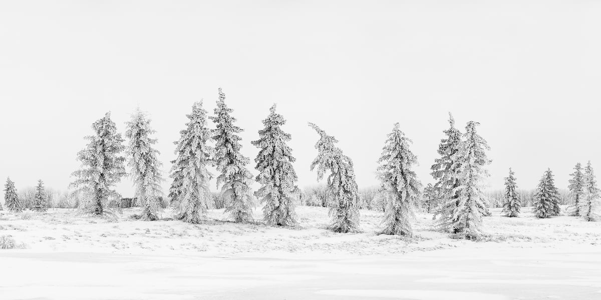 189 megapixels! A very high resolution, large-format VAST photo print of snowy trees in a snow-covered field; black & white fine art photograph created by Scott Dimond in Wheatland County, Alberta, Canada.