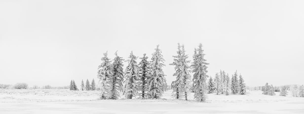 313 megapixels! A very high resolution, fine art panorama photo print of a beautiful winter scene with a snow-covered field and snow-covered trees; black & white photograph created by Scott Dimond in Wheatland County, Alberta, Canada.