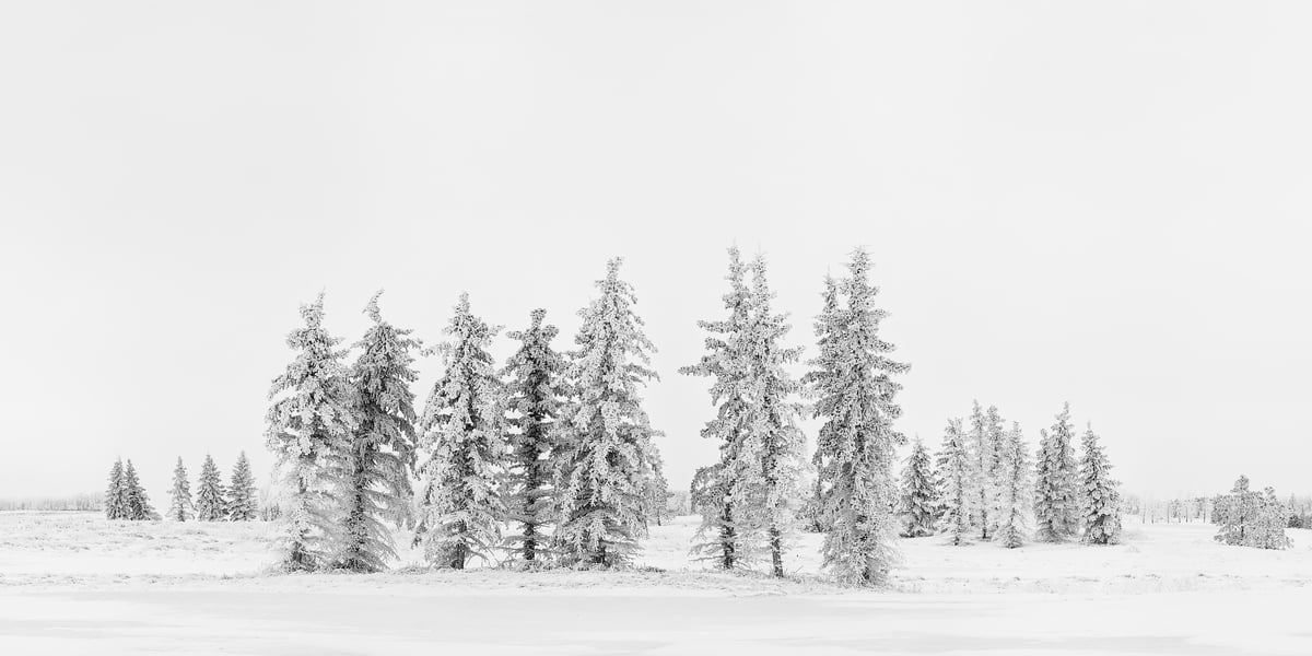 235 megapixels! A very high resolution, fine art photo print of snowy trees in a snow-covered field; black & white photograph created by Scott Dimond in Wheatland County, Alberta, Canada.