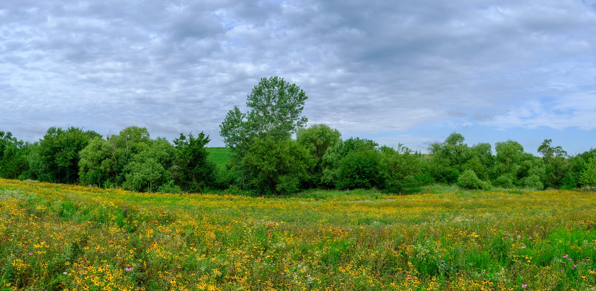 218 megapixels! A very high resolution, large-format VAST photo print of a field of wildflowers during the day; landscape photograph created by Jerred Zegelis in Lake Waconia, Minnesota.