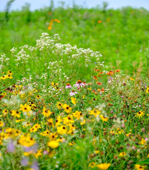 260 megapixels! A very high resolution, large-format VAST photo print of a field of wildflowers during the day; nature photograph created by Jerred Zegelis in Lake Waconia, Minnesota.