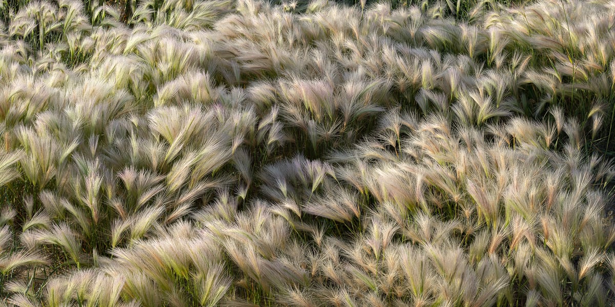 253 megapixels! A very high resolution, large-format VAST photo print of a field of barley; agriculture photograph created by Scott Dimond.