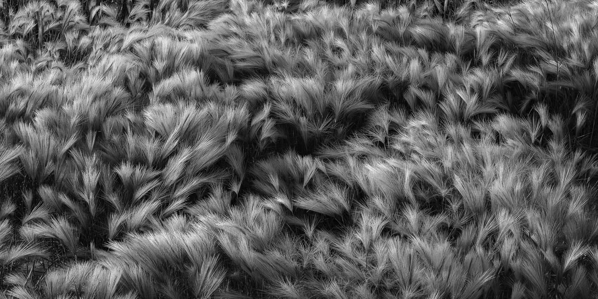 253 megapixels! A very high resolution, large-format VAST photo in black & white of a barley field; fine art agriculture photograph created by Scott Dimond.
