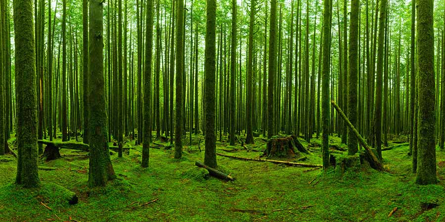 An example ultra-high-resolution photo of trees and forests from VAST.